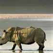 A white rhino with a huge horn walks in the shallows of Lake Nakuru with distant flamingos painting the opposite shore pink.