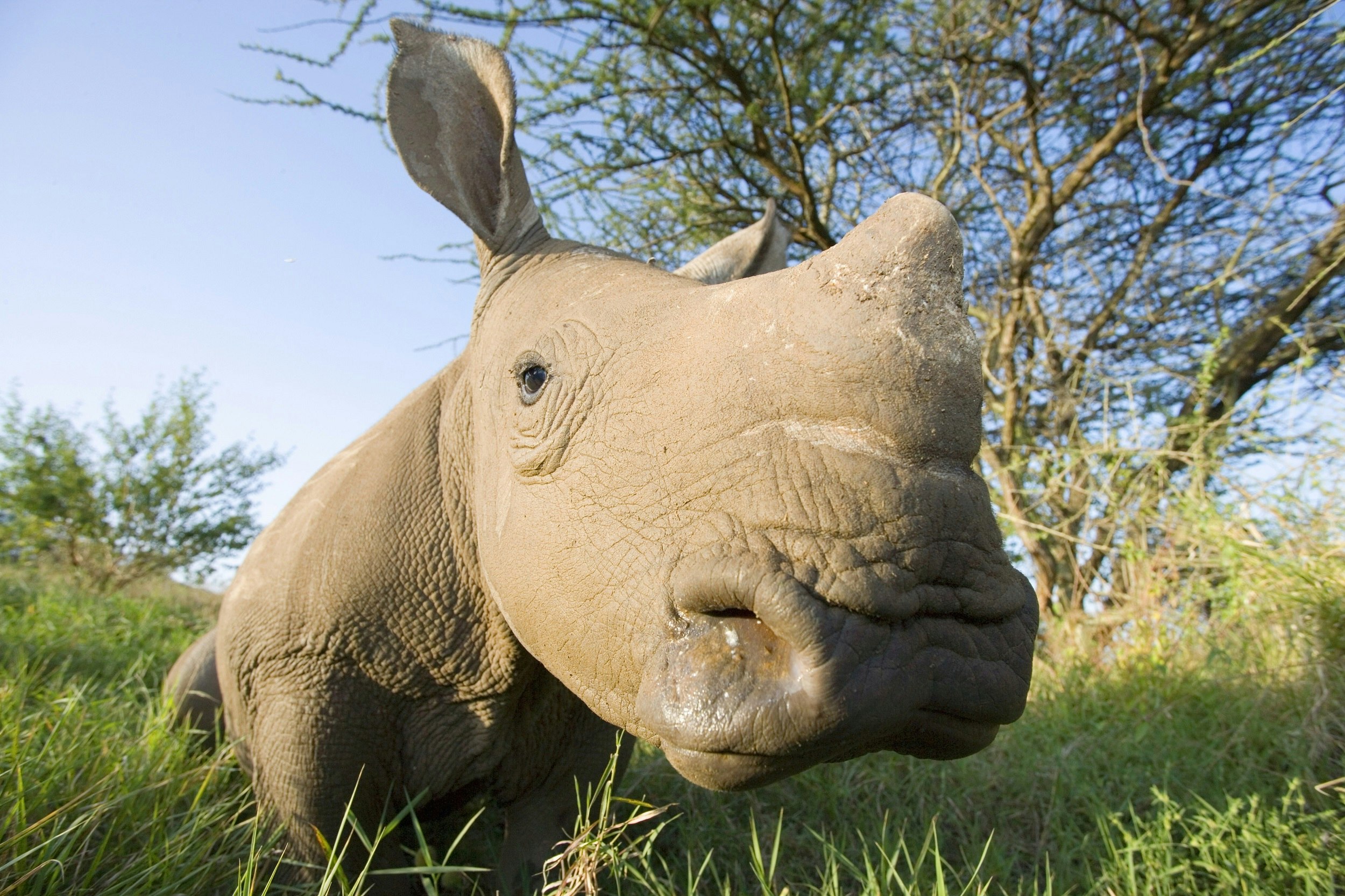 A baby white rhino, with a short stump of a horn, pokes its nose into the camera.