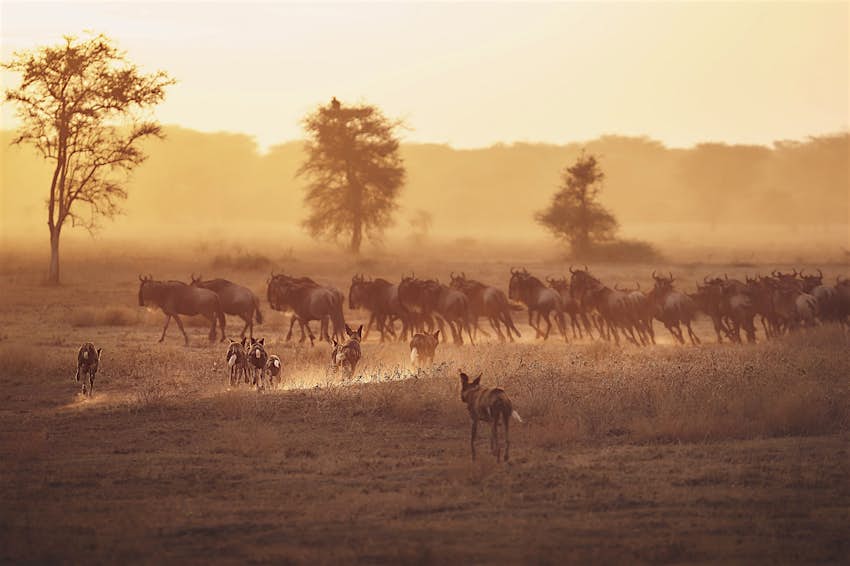A pack of wild dogs (or 'painted dogs') run toward a herd of wildebeast; the sun is low on the horizon and everything is painted in shades of red, gold and orange.