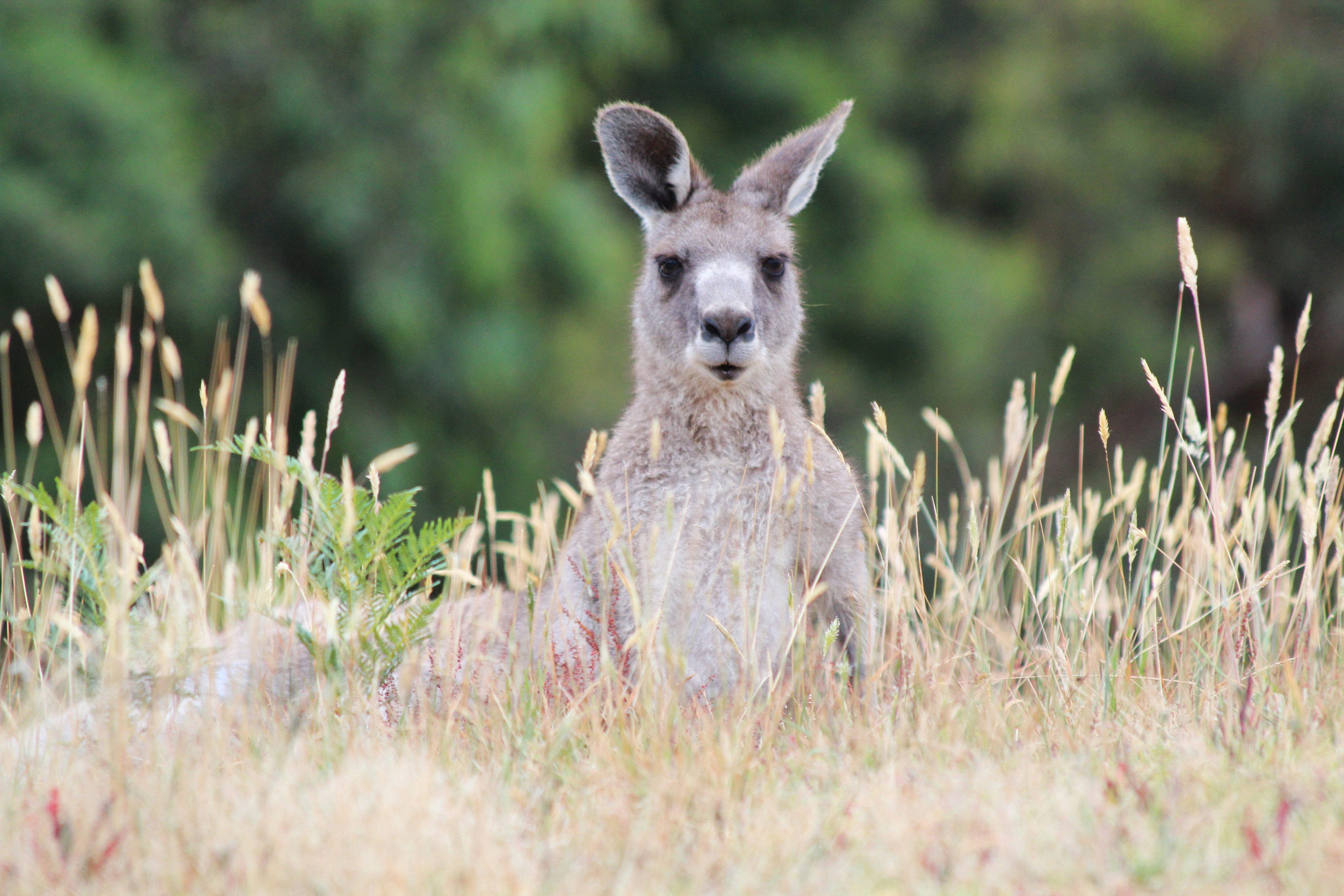 En vild östlig grå känguru står med huvudet ovanför långt stråfärgat gräs.