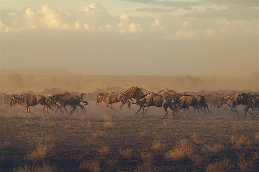 In the early morning light, a herd of wildebeest run across the savannah in the Serengeti.