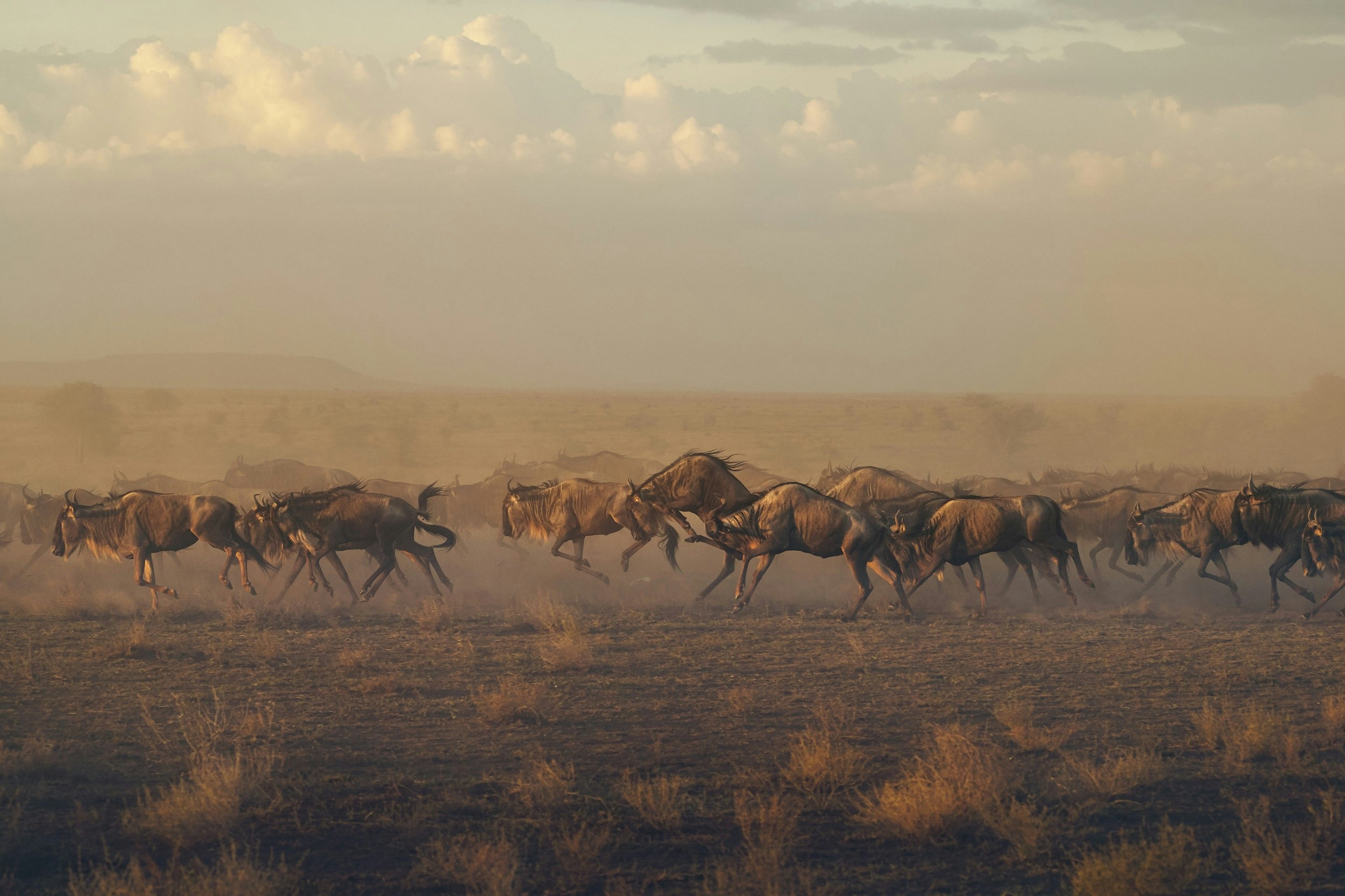 In the early morning light, a herd of wildebeest run across the savannah in the Serengeti.