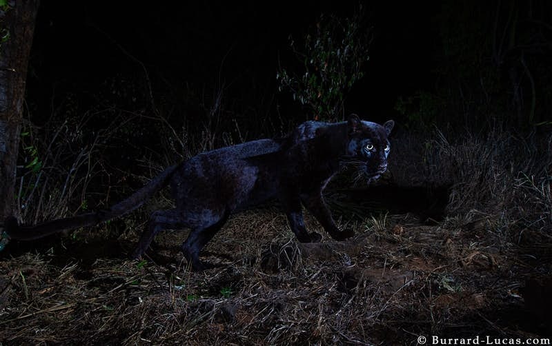 An African black leopard in Kenya