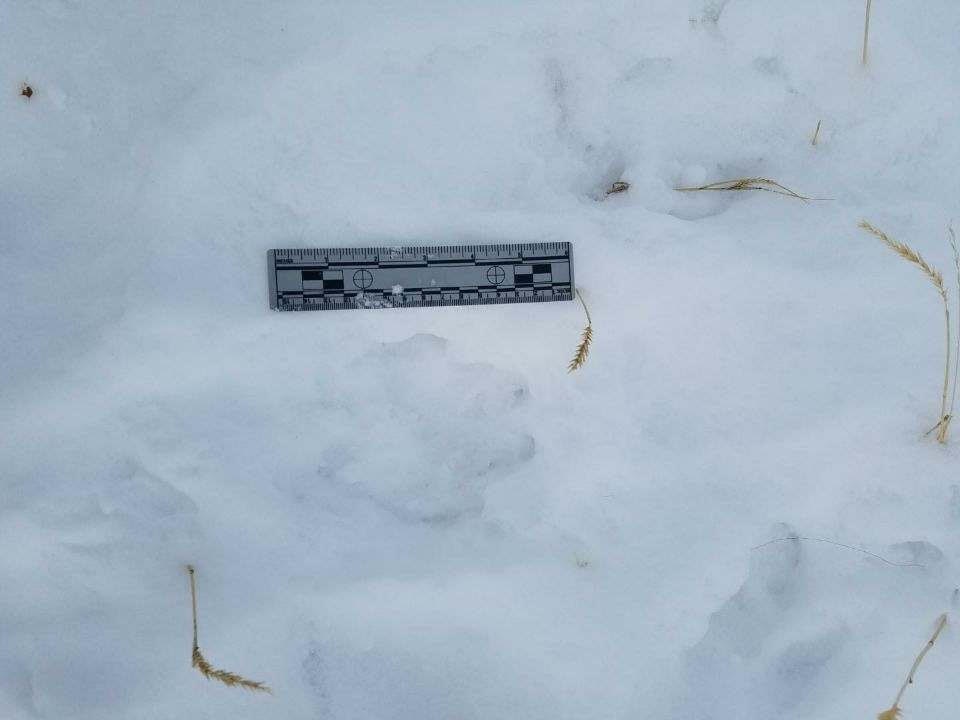 A wolf footprint in the snow, with a ruler for reference 