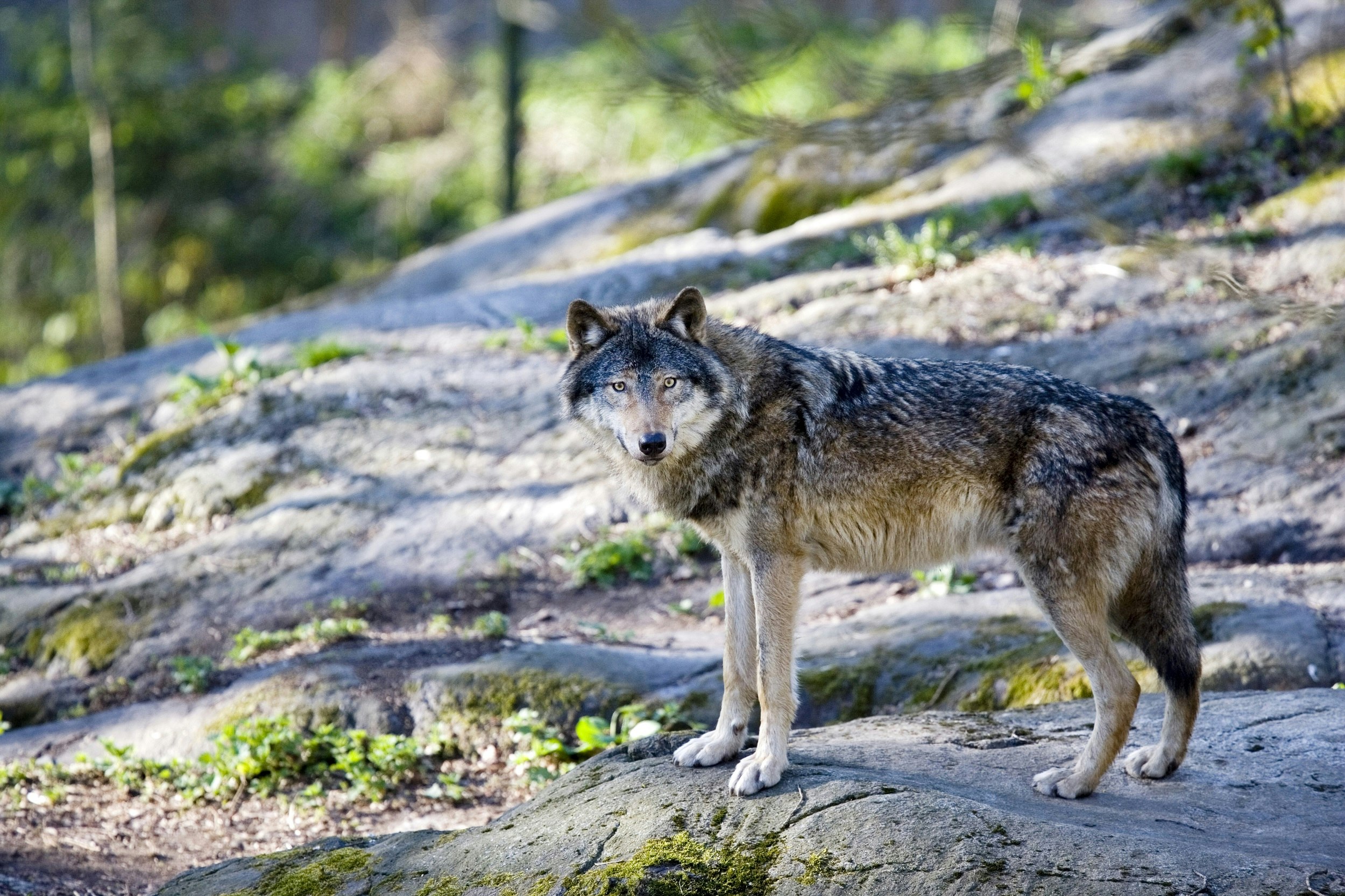 A wolf stands side on, looking at the camera; it's standing on a rocky outcrop in a forest.