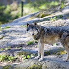 wolves-sweden-safari.jpg