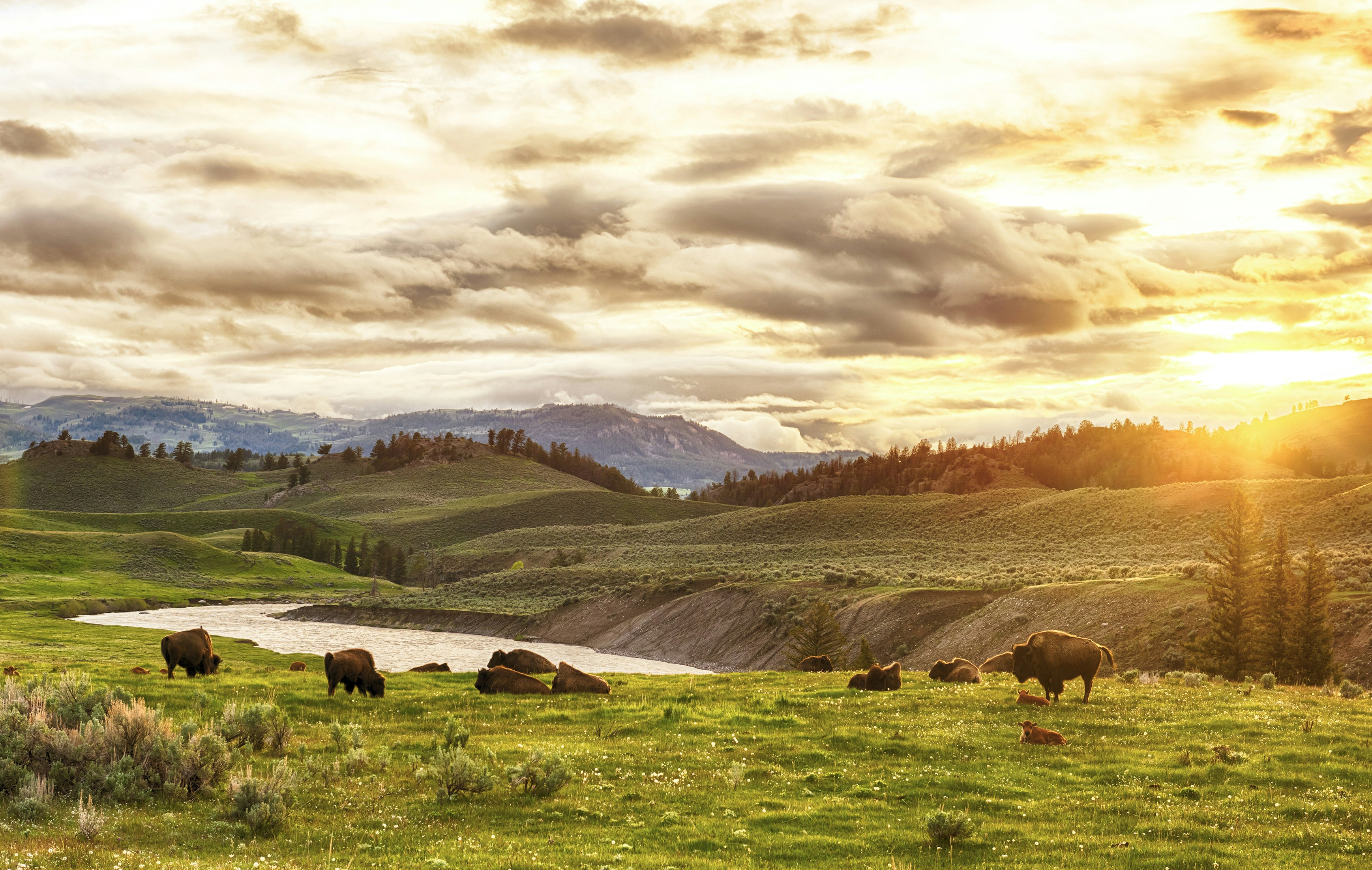 An image of bison on grassy plains with lakes and mountains in the distance.