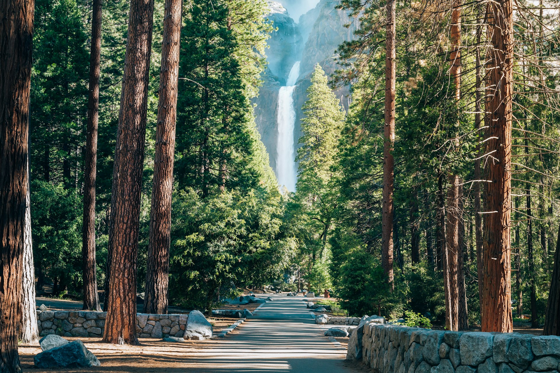 A forest view in Yosemite
