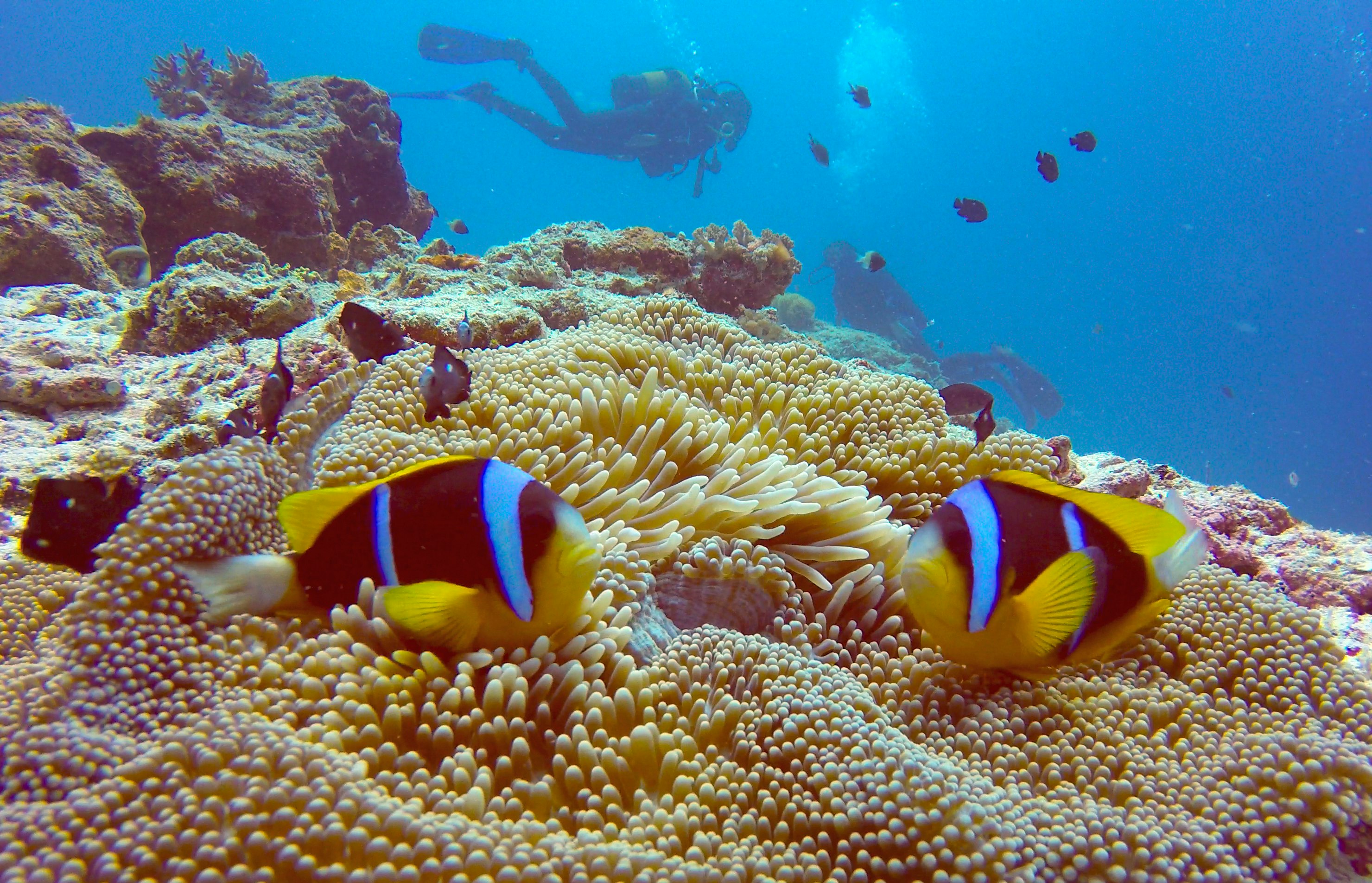 A pair of scuba divers swim in bright blue water behind a yellow and tan coral reef. In the extreme foreground, a pair of clown fish that almost mirror the divers' positions in the water are bright yellow, electric blue, and black.