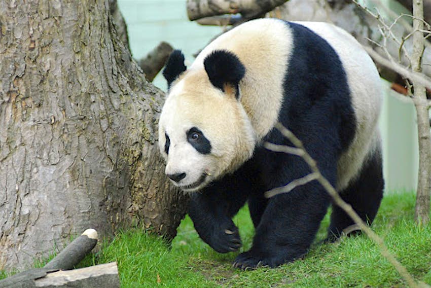 Kids Blog - 2017-09-13 (2) Tian Tian, one of the pandas panda keeper Darren looks after at Edinburgh Zoo