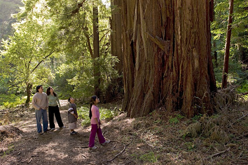 Kids Blog - Save the Redwoods League - Photo by Paolo Vescia1435 Planet's coolest jobs: redwood tree doctor