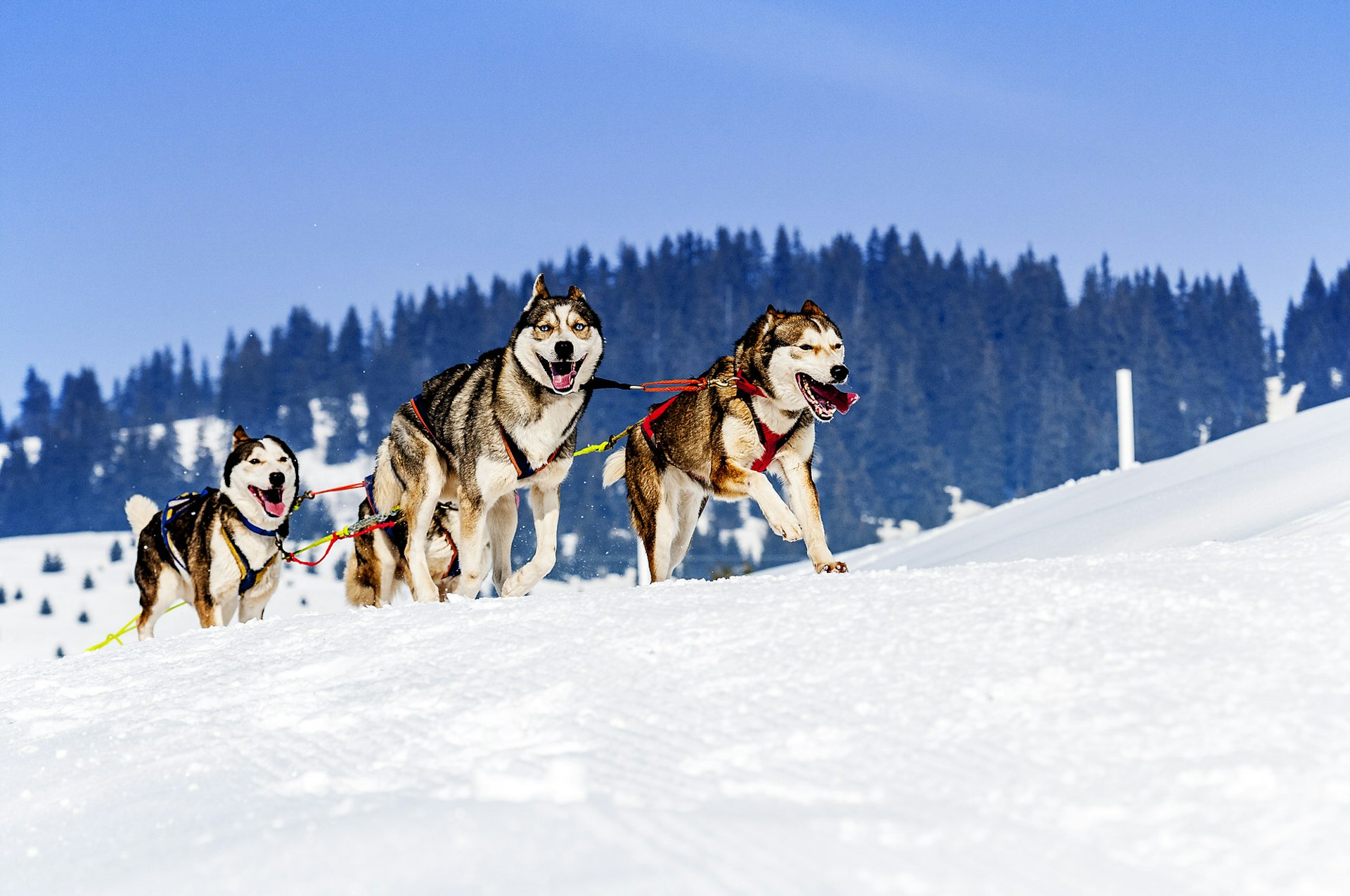 Huskies run along a small, snowy hill