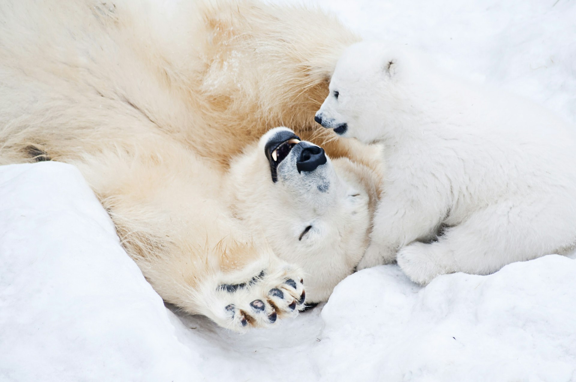 An adult polar bear and its pup play in the snow