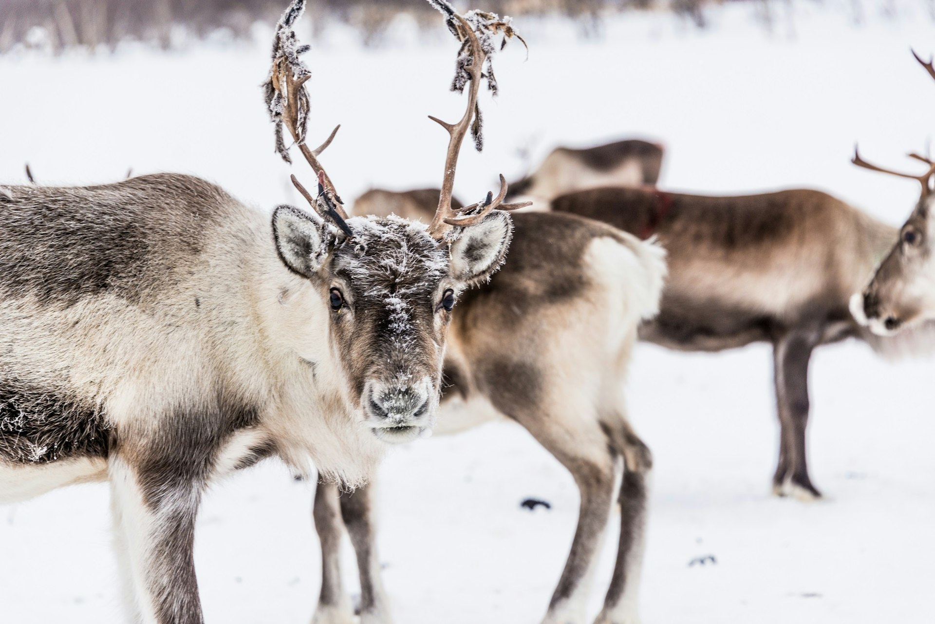 A reindeer in snow looks at the camera