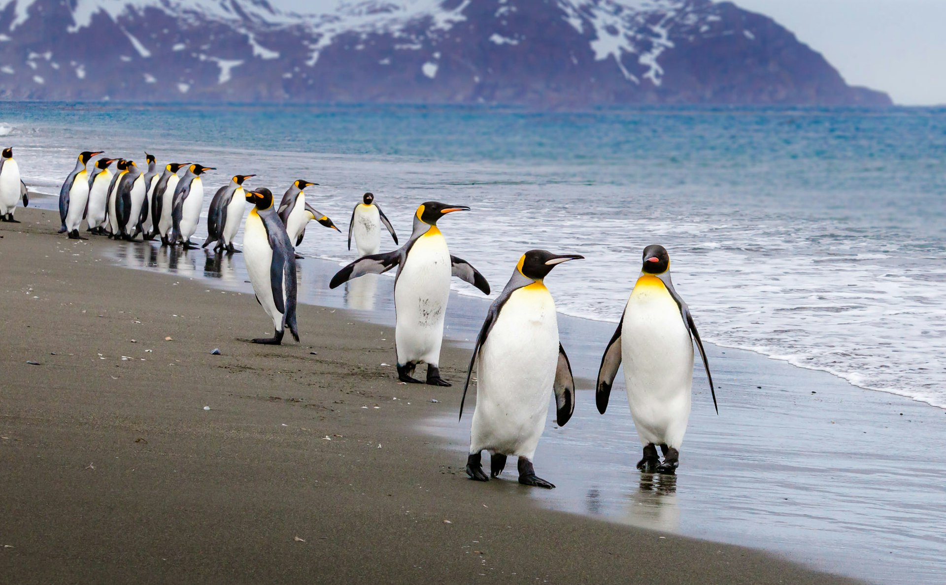 Emperor penguins walk along a coastline