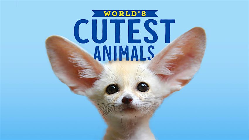Awww Of The World S Cutest Animals Lonely Planet