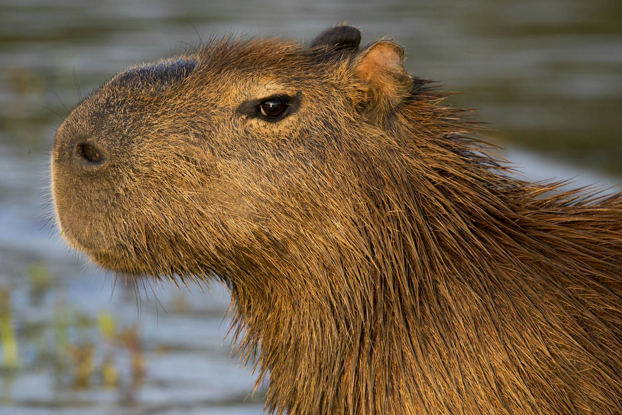 Meet the world's cutest animals Lonely Kids
