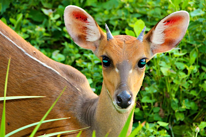 Awww Of The World S Cutest Animals Lonely Planet Awww Of The World S Cutest Animals Lonely Planet