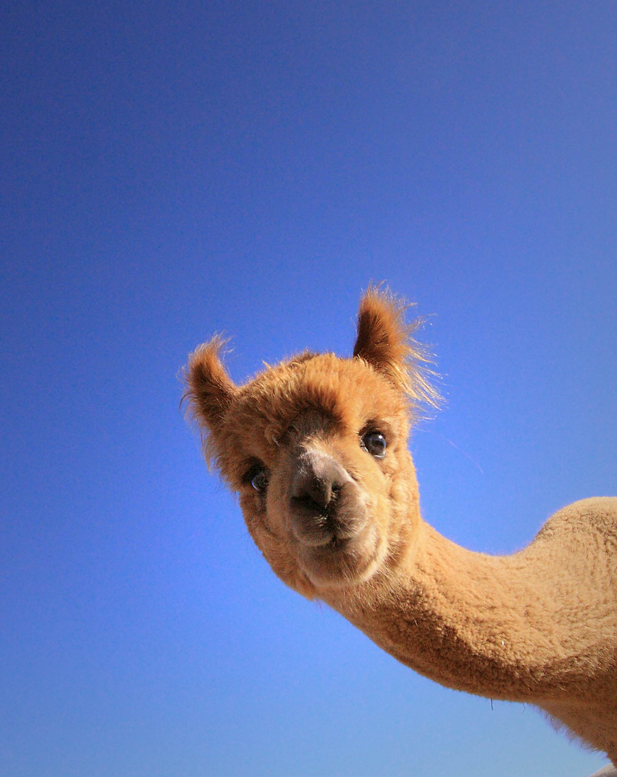 Top 30 Cutest Animals