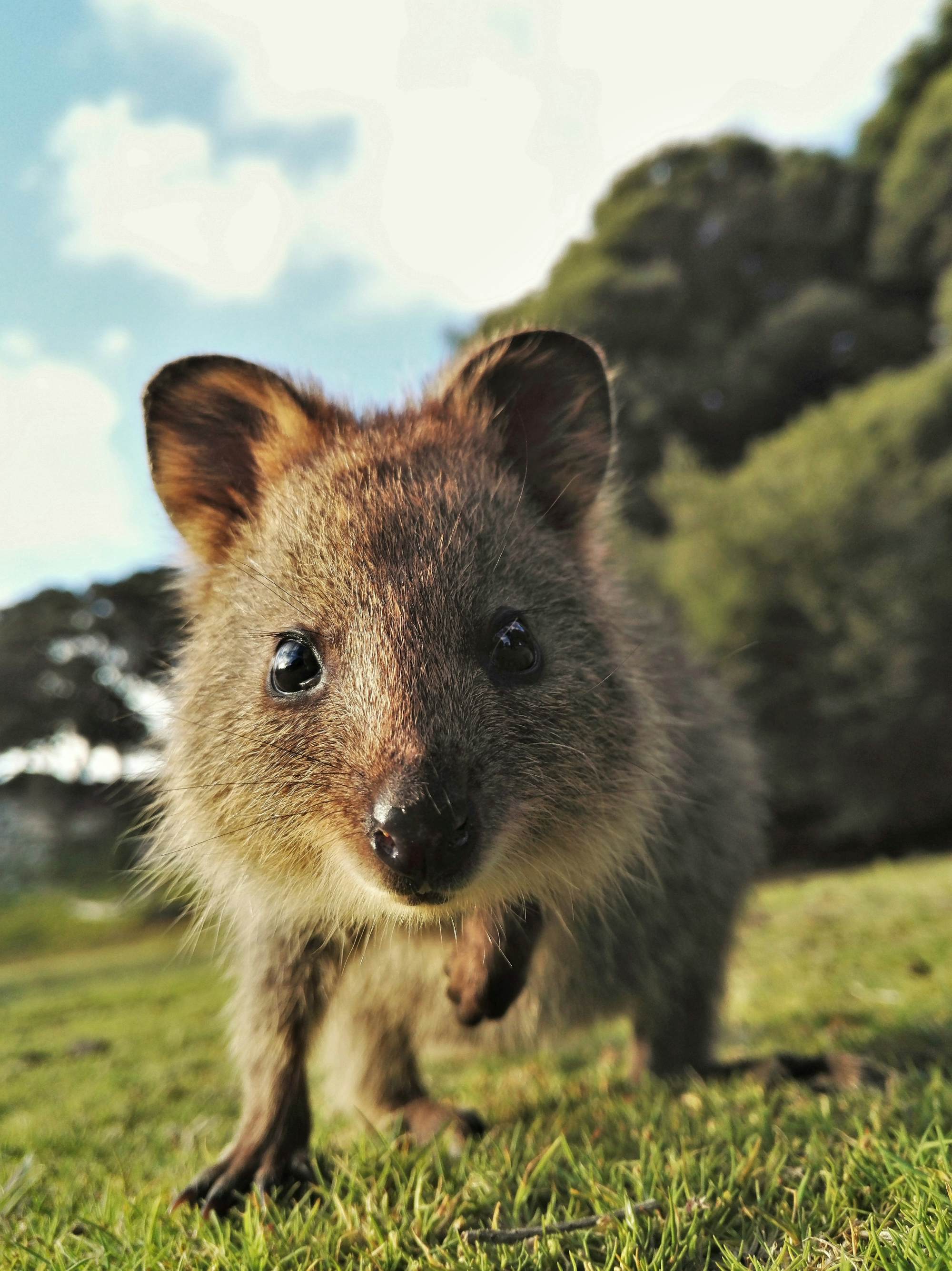 Awww! 20 of the world's cutest animals Lonely