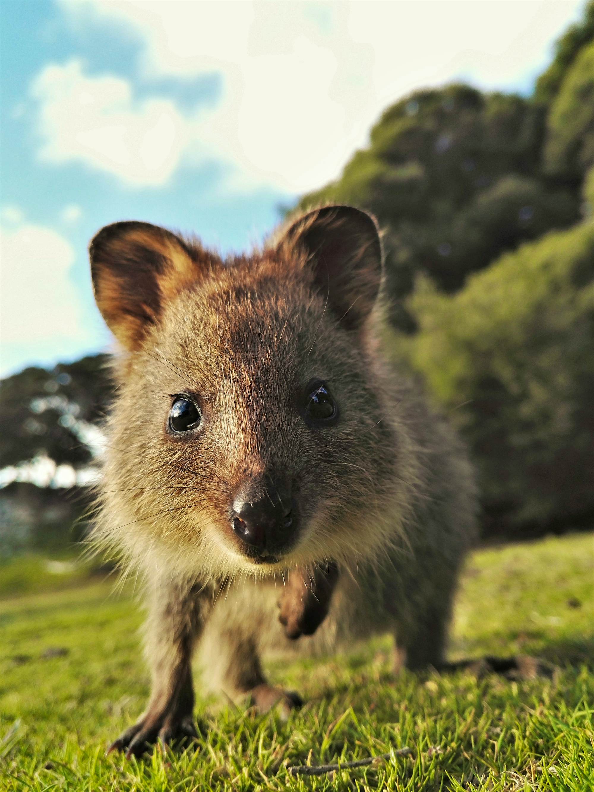 Awww! 20 of the world's cutest animals Lonely