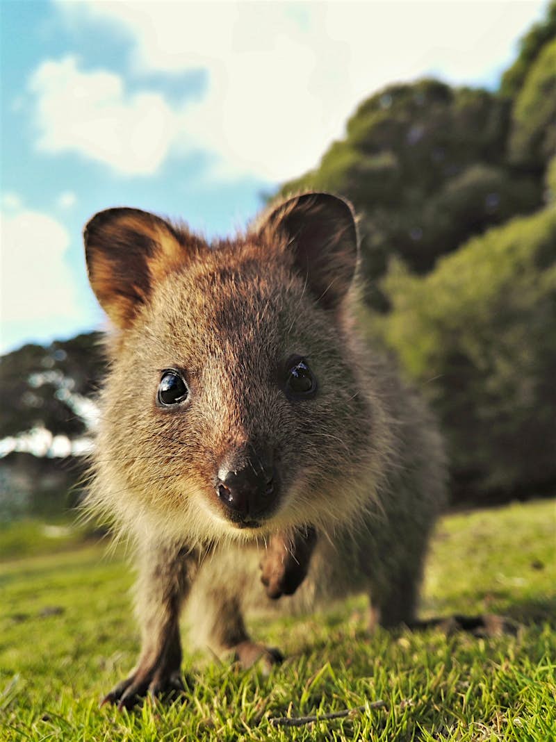Awww 20 Of The World s Cutest Animals Lonely Planet awww-20-of-the-world-s-cutest-animals-lonely-planet