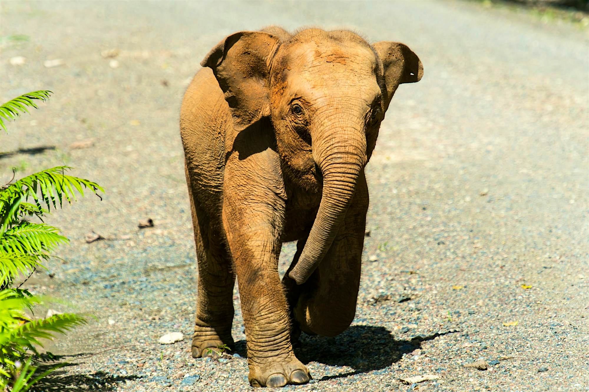 Awww! 20 of the world's cutest animals - Lonely Planet