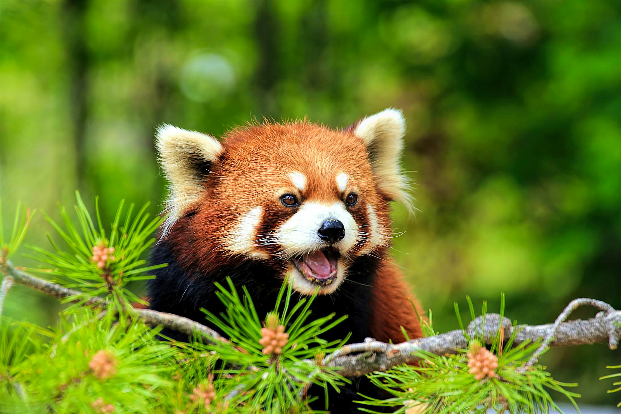 Awww! 20 Of The World'S Cutest Animals - Lonely Planet