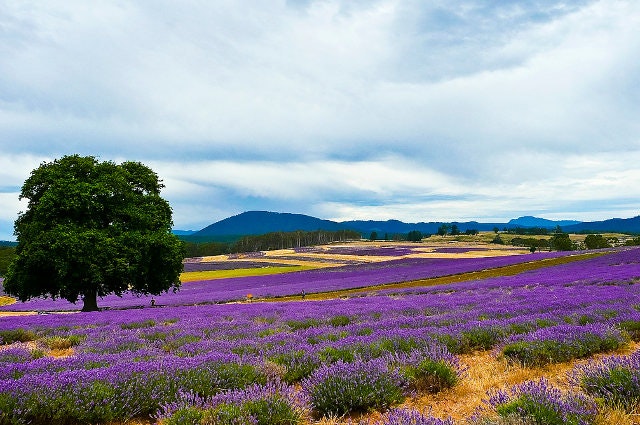 Bridestowe lavender farm, Tasmania. Image by littleyiye / CC BY 2.0