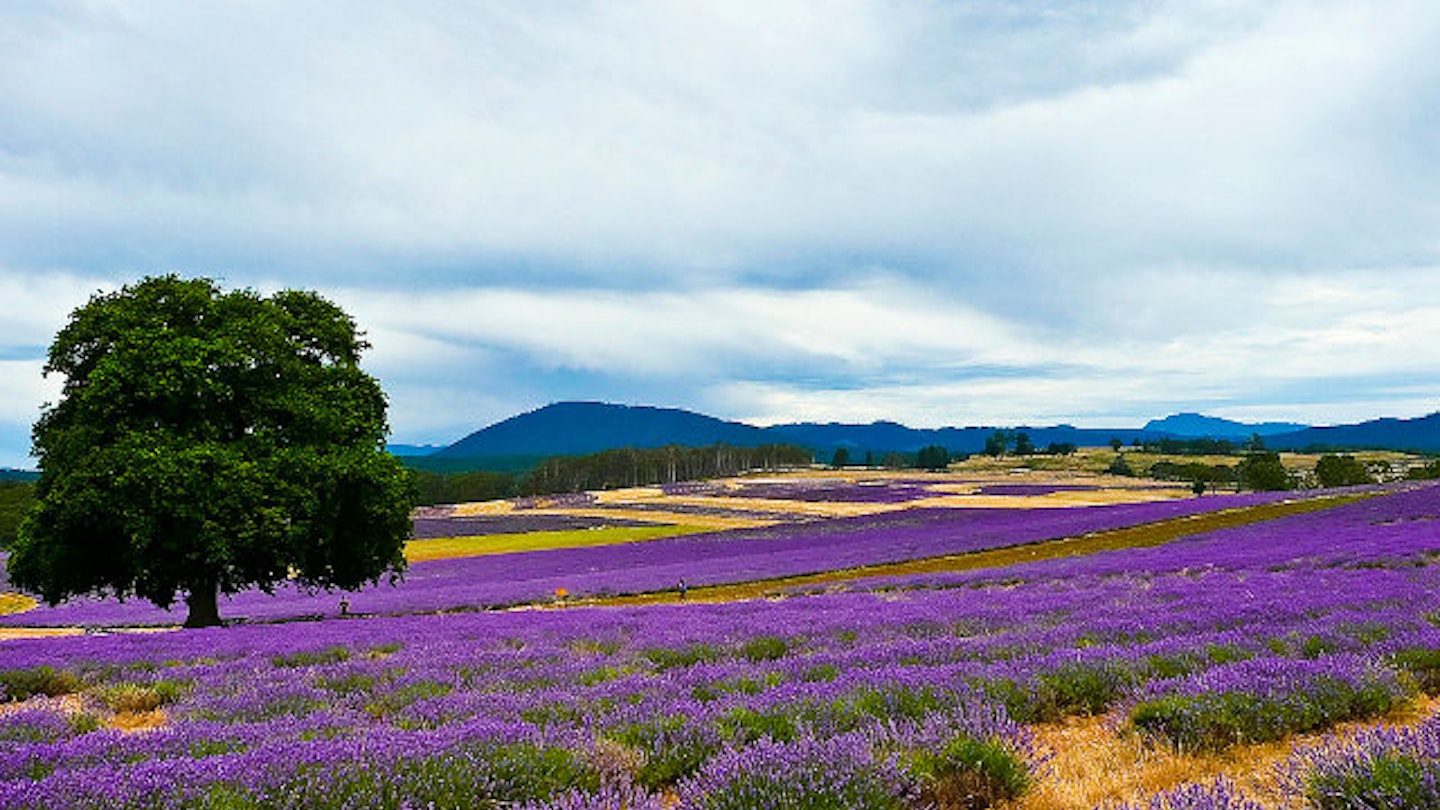 Bridestowe lavender farm, Tasmania. Image by littleyiye / CC BY 2.0