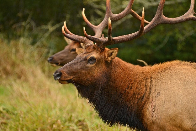 Elk, just one of the many species to be found in Kazakstan's two new UNESCO nature reserves