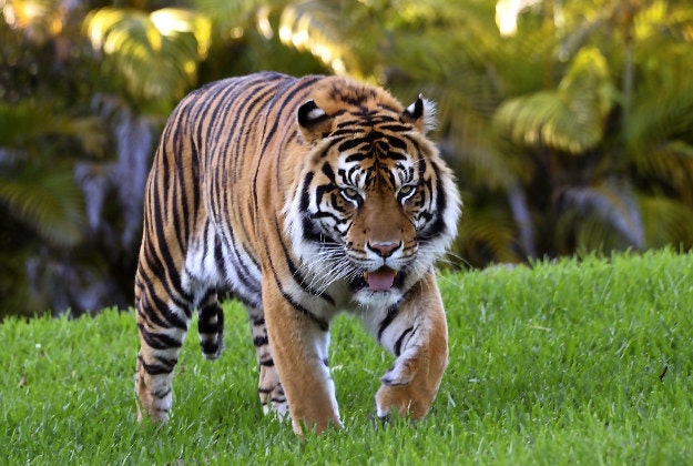 Bengal Tiger. Image by Wilfred Hdez / CC BY 2.0.