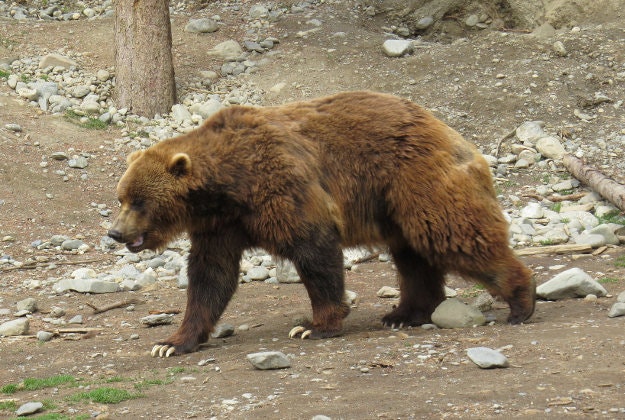 The endangered brown bear, Alaska zoo. Image by Luke Jones / CC BY 2.0
