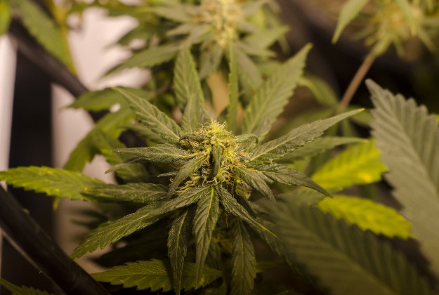 A marijuana plant. Image by Brett Levin / CC BY 2.0