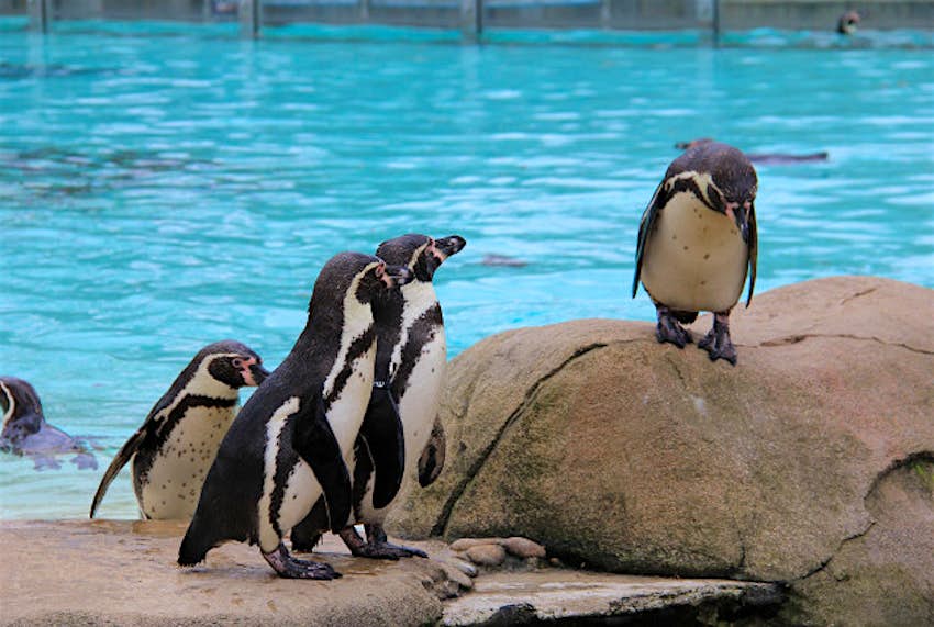 The World S Largest Penguin Conservation Facility To Open At Detroit Zoo Lonely Planet