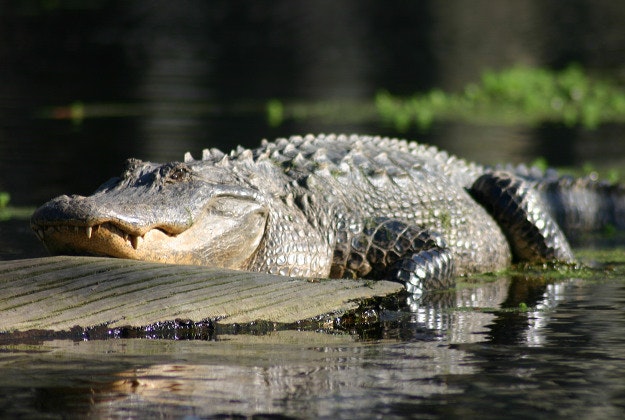 Alligator captured in Texas parking lot.