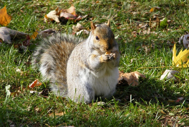 Lost pregnant squirrel trashes couples' home in Montreal. Image by Mathieu Marquer / CC BY-SA 2.0