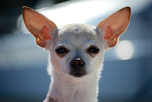 Los Angeles is the city of chihuahuas. Image by nathanmac87 / CC BY 2.0