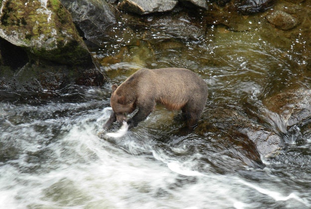 Grizzly bear fishing.