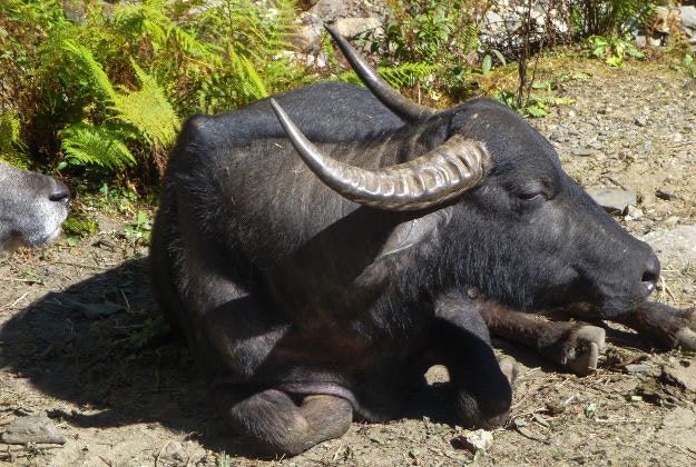Each year more than 250,00 goats, chickens, doves and buffalo are killed for the Gadhimai festival.