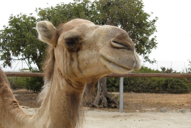 'Camel view' takes off in Liwa Oasis.