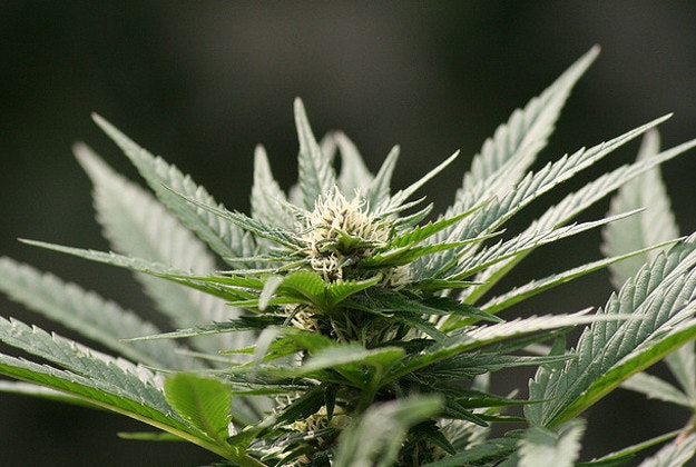 Denver B&Bs take advantage of relaxed marijuana laws.
