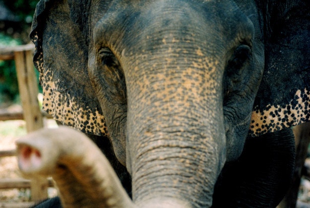 Elephant in Phuket.