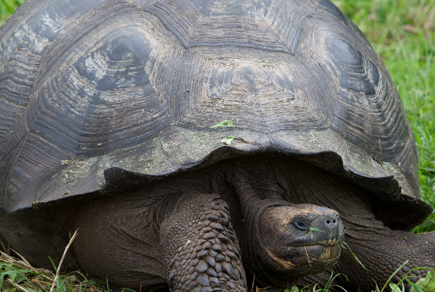 Giant tortoises thriving in the Galapagos Islands.