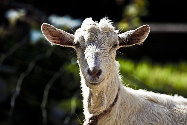 Moroccan festival unleashes goat magic upon revellers.
