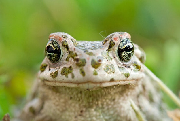 Construction scaled back to protect a colony of endangered European green toads in Sweden.