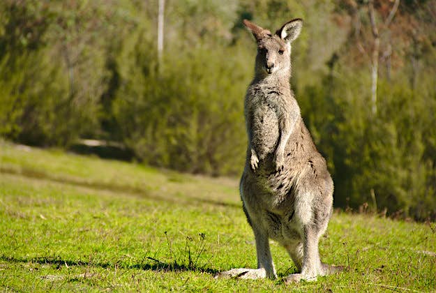 Travel News - Kangaroo From the great outdoors to lifestyle, Australia is the place most young people would prefer to live, according to a survey of 6,000 people worldwide
