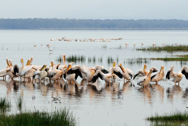 Pelicans at Lake Nakuru National Park.