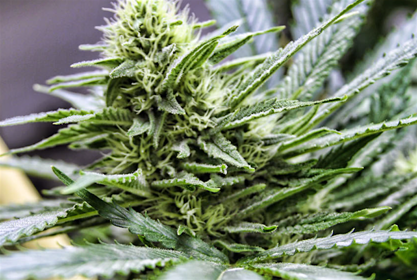 Travel News - MarijuanaColeenWhitfield Legal marijuana tourism boost in Colorado.