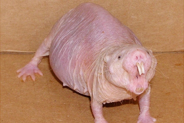 Naked adult mole-rat.
